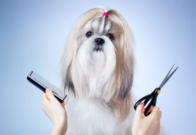 Shih tzu dog grooming. On blue and white background.